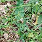 Linum catharticum Habit