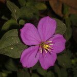 Dissotis rotundifolia 花