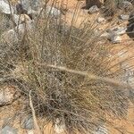 Brachypodium phoenicoides Blad