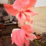 Gladiolus communisFlower