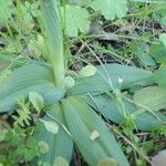 Ophrys passionis その他の提案
