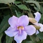 Thunbergia grandiflora 花