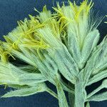 Tetradymia canescens Fleur