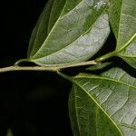 Celtis schippii Leaf