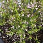 Diosma hirsuta 花