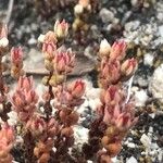 Sedum andegavense Квітка