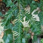 Taxus baccata Leaf