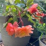 Begonia grandisKukka