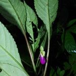 Impatiens niamniamensis Leaf