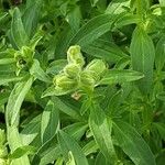 Antirrhinum latifolium Flor
