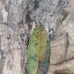 Eucalyptus robusta Foglia