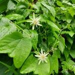 Passiflora capsularis Цвят