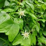 Passiflora capsularis Blomma