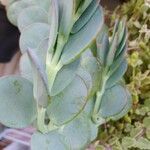 Kalanchoe marnieriana Folha