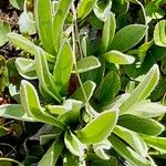 Antennaria carpatica Folha