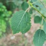 Populus tremulaFolla