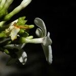 Ochrosia borbonica Flower