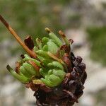 Saxifraga moschata Schors