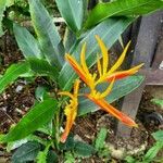Heliconia indica Blomst