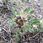 Ononis pusilla Fruto