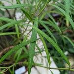 Asclepias angustifolia Leaf