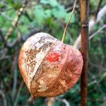 Physalis alkekengi Fruchs