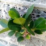 Ficus reflexa Φύλλο