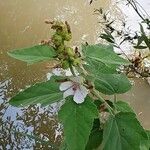 Althaea officinalis Çiçek