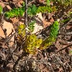 Oftia africana Bark