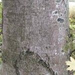 Acer × freemanii বাকল