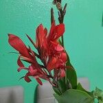 Canna × generalis Flor