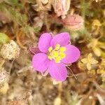 Spergula purpurea Квітка