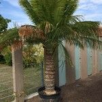 Cycas circinalis Buveinė