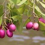Syzygium guineense Fruto