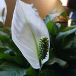 Spathiphyllum wallisii Blüte