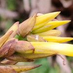 Guzmania plumieri Flower