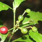 Psychotria orosiana Fruit