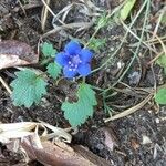 Phacelia campanularia 花