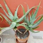 Aloe globuligemma आदत
