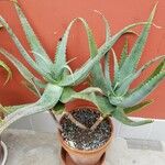 Aloe globuligemma Характер