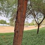 Vachellia nilotica Bark