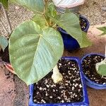 Ficus abutilifolia ᱥᱟᱠᱟᱢ