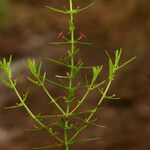 Ammannia auriculata Habit