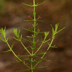 Ammannia auriculata 整株植物