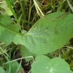 Doronicum pardalianches Levél