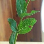 Hypericum richeri Leaf