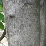 Calodendrum capense 樹皮