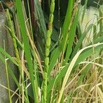 Oryza sativa Плід