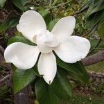 Magnolia virginiana പുഷ്പം