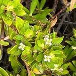 Ernodea littoralis Flor